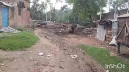 मेहरमा: बलबड्डा के भगत टोला से नीलमोहनी ग्राम तक जाने वाली सड़क कच्ची होने से लोगों को हो रही है परेशानी #jansamsya