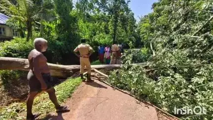 തിരുവനന്തപുരം: കോവളത്ത് ശക്തമായ കാറ്റില്‍ കൂറ്റന്‍ ഇലവുമരം കടപുഴകി റോഡിന് കുറുകെ വീണു, ഗതാഗതം തടസപ്പെട്ടു