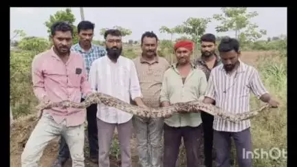पारशिवनी: खंडाळा शेताता १२ फुटलांब मादी अजगर व जवळ असलेली १६ अंडी सर्प मित्रांनी पकडून दिले वनविभागाच्या ताब्यात