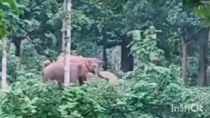उदयपुर धरमजयगढ़: लोटान परिसर में दिखे दो जंगली हाथी, लकड़हारों को जंगल जाने की मनाही