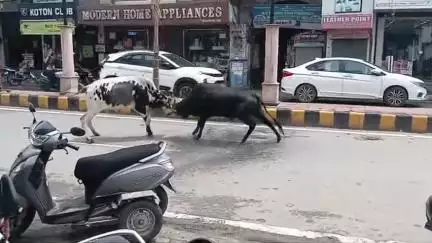 अम्बाला: अंबाला छावनी: आवारा जानवरों के डर से लोग परेशान