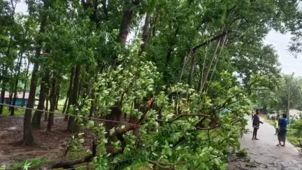 कोंडागांव: ग्राम पीढ़ापाल और तराईबेड़ा में बारिश के बीच पेड़ की डाल गिरने से बिजली के पोल से गिरा तार, बड़ी दुर्घटना होते-होते बची