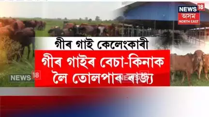 Congress Protest Against Gir Cow Controversy : গীৰগাই বেচা-কিনাক লৈ তোলপাৰ ৰাজ্য | N18V
