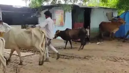 खातेगांव: नेमावर नगर परिषद ने गायों को चिन्हित कर पहुंचाया गोशाला, लोगों ने कार्य की प्रशंसा