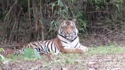 बिछिया: कान्हा राष्ट्रीय उद्यान आज से पर्यटकों के लिए बंद, बफर जोन में पर्यटन जारी रहेगा