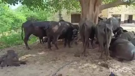 धौलपुर: सर मथुरा थाना इलाके से 9 तस्करों से मुक्त कराए गए 5 वाहनों में भरे 54 पशु