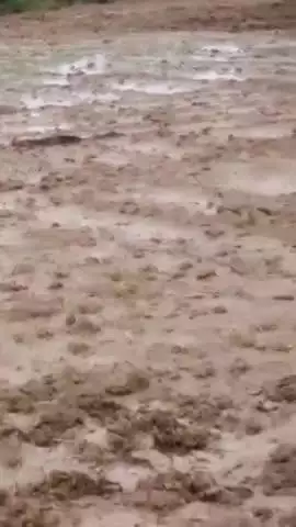 दतिया: ग्राम जौरा में ट्रांसफार्मर से करंट लगने से 2 भैंस और 1 पड़िया की दर्दनाक मौत