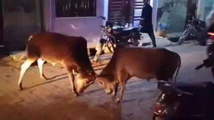 उन्नाव: उन्नाव के मोहल्ला जेर खिड़की में दो आवारा पशुओं का लड़ते हुए वीडियो सोशल मीडिया पर हुआ वायरल
