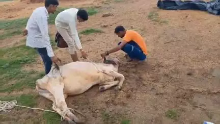 सहसवान: दहगवाँ ब्लॉक क्षेत्र के गाँव असलौर के युवा घायल निराश्रित छुट्टा गौ वंशों की निस्वार्थ सेवा कर रहे हैं