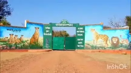 कराहल: कूनो नेशनल पार्क का पर्यटन सीजन सम्पन्न, 1 जुलाई से 30 सितंबर तक बंद, 1 अक्टूबर से फिर खुलेगा