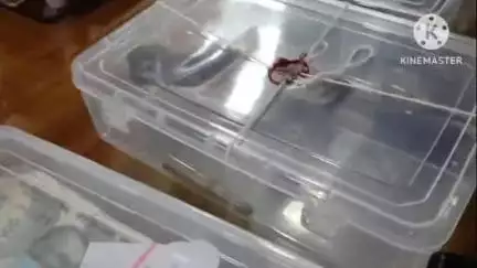 बक्सर: अधिवक्ता की हत्या के अपराधियों के मंसूबे पर पुलिस ने फेरा पानी, हथियार व कारतूस के साथ चार गिरफ्तार: एसपी शुभम आर्य