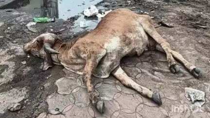 આણંદ: નયા વતન સોસાયટી નજીક ગંભીર રીતે બીમાર ગાયને કરુણા એનિમલની ટીમ દ્વારા સ્થળ પર સારવાર આપવામાં આવી