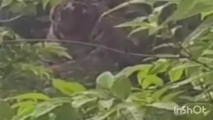 सिंदेवाही: नवरगाव परिसरातील मीनघरी हुडकि शेती शिवारात वाघीण आणि अस्वलीच्या आढळल्या पाऊलखुणा