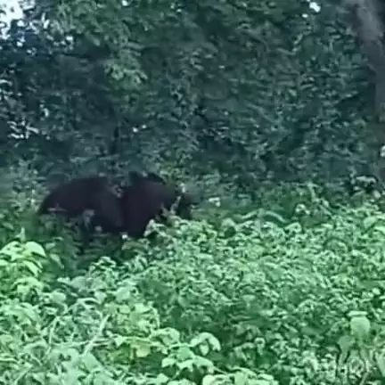 जयनगर: जयनगर के दो गांवों के पास जंगल में हाथी दिखा, वन विभाग की टीम ने लोगों को सतर्क रहने की अपील की