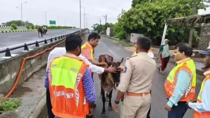 વનાણા ટોલ પ્લાઝા ટીમ દ્વારા ટ્રાફિક પોલીસના સહયોગથી હાઈવે પર પશુઓની સલામતી માટે રેફ્લેક્ટિવ કોલર ડ્રાઈવ યોજાઈ