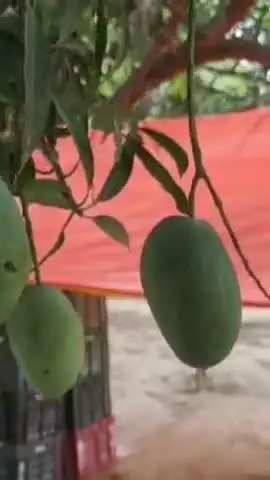 नवाबगंज: आम की भरपूर फसल, लेकिन नहीं मिल रहा उचित दाम – परेशान हैं बिरौली गांव के किसान
#jansamasya