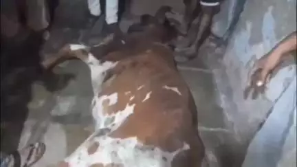 बड़वाह: बड़वाह: नर्मदा रोड पर राजस्थानी ढाबे के पास गड्ढे में गिरी गौ माता का किया गया इलाज