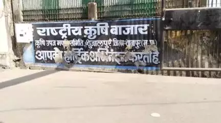 शुजालपुर: शुजालपुर मंडी में सोयाबीन ₹4272 और गेहूं ₹2725 प्रति क्विंटल तक बिका