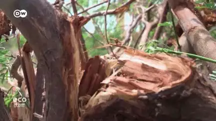 क्या चेन्नई बन सकती है एक ग्रीन सिटी