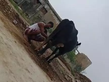 gay ka 
 dam 7000 
dudh deti hai 20 litre 
head lagta hai ₹50 
gaon hasnapur 
jisko leni Ho sampark Karen