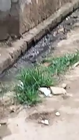ग्राम सभा पकड़ी,कोनी पोस्ट मदनपुरा ब्लॉक भीटी रावत जिला गोरखपुर उत्तर प्रद