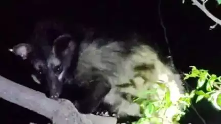बड़वानी: ग्राम बोरलाय में चलती बोलेरो से गिरा वन्यजीव, ग्रामीणों की सूचना पर वनकर्मियों ने किया रेस्क्यू