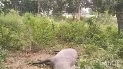 लालगंज: सरेनी थाना क्षेत्र के हैबतपुर खुर्द चिंता खेड़ा में बिजली विभाग की लापरवाही, 11000 वोल्ट की लाइन की चपेट में