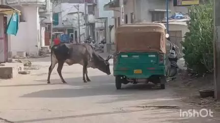 ઢુંઢીયાવાડી વિસ્તારમાં રખડતા પશુઓએ એક રીક્ષા અને એકટીવા ને અડફેટે લીધો હોવાનો વિડીયો સોશિયલ મીડિયામાં વાયરલ થયો