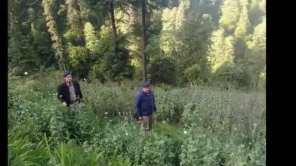 कुल्लू: बंजार पुलिस ने 78,820 अफीम के पौधों को बरामद कर किया नष्ट, डीएसपी शेर सिंह ठाकुर ने दी जानकारी