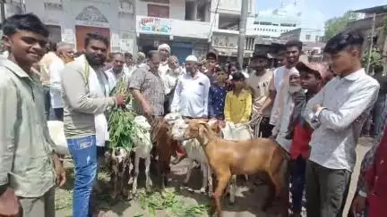 बुरहानपुर नगर: बुरहानपुर के इकबाल चौक में ईद को लेकर लगा बकरा बाजार, मुंबई-गुजरात में देसी बकरों की अधिक मांग