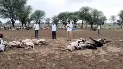 फुलेरा मु. सांभर: किशनगढ़ रेनवाल में देर रात तेज आंधी से हाईटेंशन लाइन का तार टूटा, विद्युत लाइन की चपेट में आने से 22 भेड़ों की हुई मौत