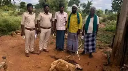 ಹನೂರು: ಗಂಗನದೊಡ್ಡಿ ಮತ್ತು ರಾಮಾಪುರದಲ್ಲಿ ಚಿರತೆ ದಾಳಿ, ಮೇಕೆ ಹಾಗೂ ಕುರಿ ಬಲಿ