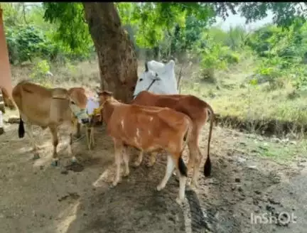 कुही: जनावरांची अवैधरित्या वाहतूक करणाऱ्या  2 आरोपीस चापेगडी शिवारात कुही पोलिसांनी केली अटक
