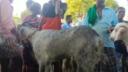 திருப்புவனம்: ஆட்டுச் சந்தையில் ரூ.3 கோடிக்கு மேல் விற்பனை பேருந்து நிலைய பகுதியில் விவசாயிகளும் வியாபாரிகளும் மகிழ்ச்சி