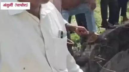 पाचोरा: अंतुर्ली नंबर एक गावातील लोहटार शेत शिवारातील विहिरीत बिबट्या पडलेला आढळला, केले रेस्क्यू,
