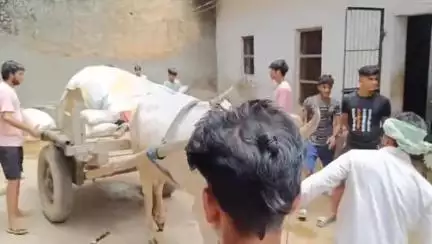 महावन: कस्बा गोकुल में मंदिर के पास लगे विद्युत खंबे में उत्तरा करंट से गाय की हुई मौत