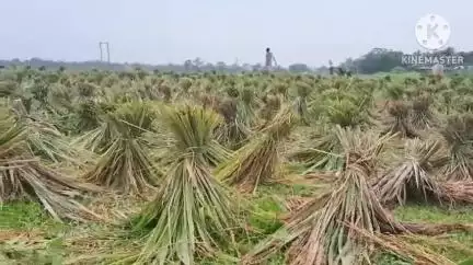 দেৰগাঁও: দেৰগাঁৱৰ চৰাইচাপৰিত মথাউৰি ছিগি প্লাৱিত হ'ল বহু অঞ্চল, পানীৰ তলত প্ৰায় ১২ শ বিঘা বড়ো ধানৰ খেতি #jansamasya