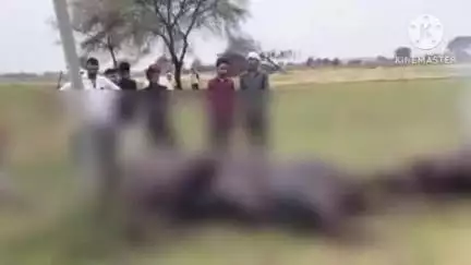 कालपी: ग्राम करमचंद्रपुर में हाईटेंशन लाइन की चपेट में आकर 4 भैंसों की हुई मौत, विद्युत विभाग की लापरवाही से हुआ हादसा