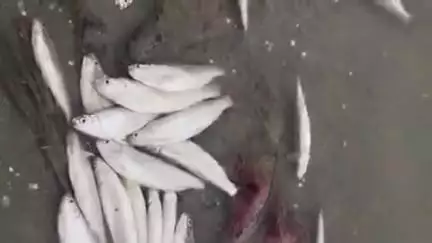 सुल्तानपुर: गोमती नदी में प्रदूषण का कहर, सुल्तानपुर में सैकड़ों मछलियां मृत मिलीं, नालों और फैक्ट्रियों का दूषित पानी जिम्मेदार