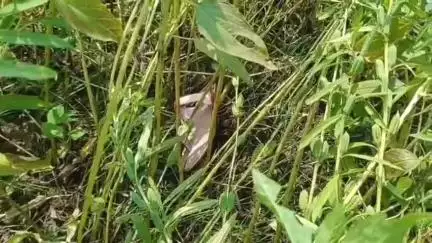 রঘুনাথগঞ্জ ১: চাষের জমি থেকে অজ্ঞাতপরিচয় মহিলার গলা কাটা মৃতদেহ উদ্ধার,চাঞ্চল্য রঘুনাথগঞ্জের রানীনগরে