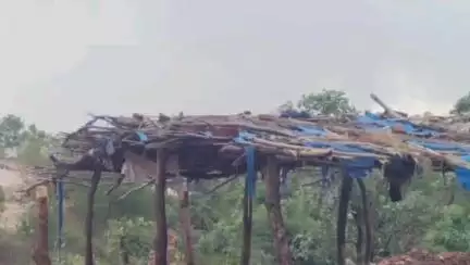 सज्जनगढ़: ईटाला में 11 केवी लाइन का तार टूटने के कारण करंट लगने से 5 बैलों व 2 गायों की हुई मौत