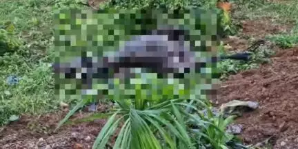 കൊട്ടാരക്കര: മതുരപ്പ ഈട്ടി മൂട് ജംഗ്ഷന് സമീപം ചന്തയിലേക്ക് കൊണ്ടുപോയ പോത്ത് വാഹനം ഇടിച്ച് ചത്തു, ഉടമ അത്ഭുതകരമായി രക്ഷപ്പെട്ടു