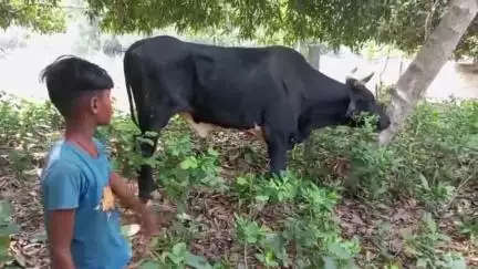 कहलगांव: कहलगांव में गोलीकांड के बाद फरसा कांड, नंदी पर हमला कर किया गया घायल