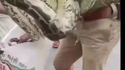 पट्टी: कोहराव गांव के पास सड़क के किनारे दिखा अजगर, पृथ्वी गंज चौकी इंचार्ज ने उसे जंगल में भिजवाया