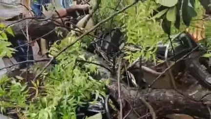 মেদিনীপুর: দশ মিনিটের ঝড়ে মেদিনীপুরে কালেক্টর এর ভেতরে থাকা পুরনো নিম গাছের মোটা ডাল ভেঙে চাপা পড়লো বহু বাইক