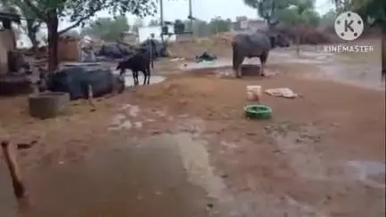 कुचामन सिटी: कुचामन सहित आसपास के क्षेत्र में हुई प्री मानसून की मूसलाधार बारिश, किसानों के चेहरे खिल गए