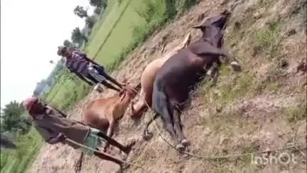 कुंडहित: मधुरपुर गांव में हाई टेंशन तार की चपेट में आने से 3 मवेशियों की मौत