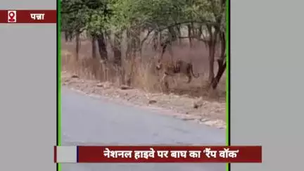 पन्ना जिले में नेशनल हाइवे पर बाघ का 'रैंप वॉक', नज़ारा देख राहगीरों के उड़े होश