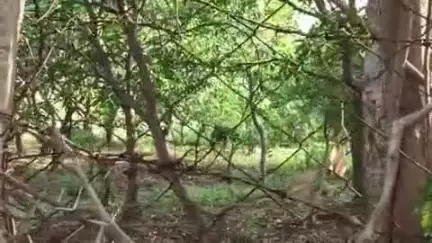 राजनांदगांव: जिले के डोंगरगढ़ ब्लॉक के ग्राम कुरूभाट में भालू की मौजूदगी से ग्रामीणों में दहशत, वीडियो हो रहा वायरल