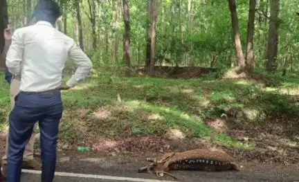ಸೂಪಾ: ಜೋಯಿಡಾ - ದಾಂಡೇಲಿ ರಾಜ್ಯ ಹೆದ್ದಾರಿಯ ಬಾಮಣಗಿ ಹತ್ತಿರ ಅಪರಿಚಿತ ವಾಹನ ಡಿಕ್ಕಿ, ಜಿಂಕೆ ಸಾವು